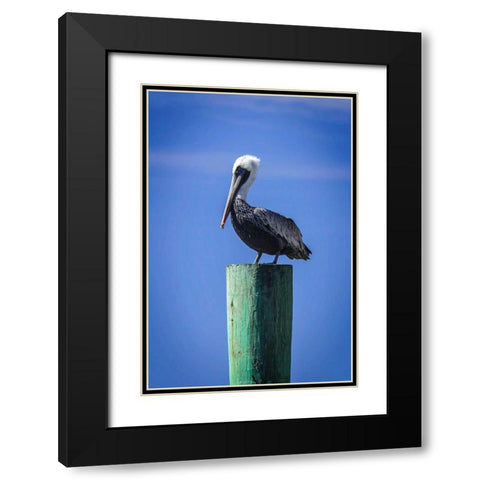 Mr. Pelican III Black Modern Wood Framed Art Print with Double Matting by Hausenflock, Alan