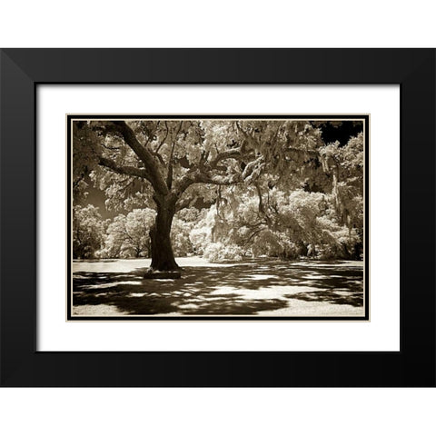 Ancient Sentinel Black Modern Wood Framed Art Print with Double Matting by Hausenflock, Alan