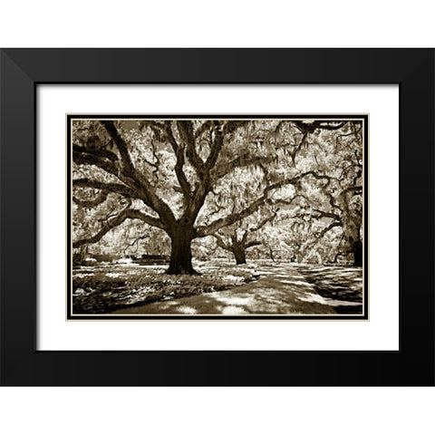 Plantation Walk I Black Modern Wood Framed Art Print with Double Matting by Hausenflock, Alan