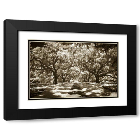 Plantation Walk II Black Modern Wood Framed Art Print with Double Matting by Hausenflock, Alan