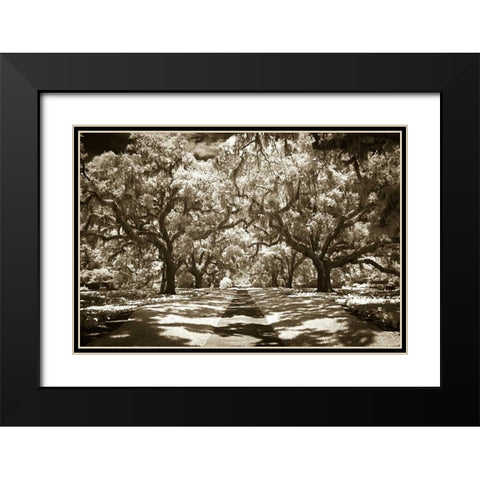 Plantation Walk II Black Modern Wood Framed Art Print with Double Matting by Hausenflock, Alan