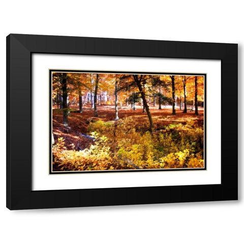 Hanover Forest I Black Modern Wood Framed Art Print with Double Matting by Hausenflock, Alan