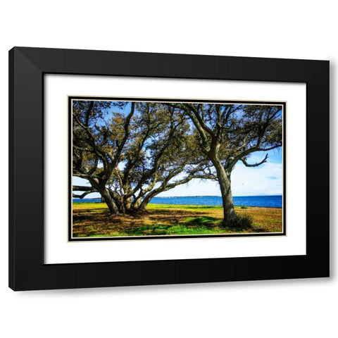 Live Oaks By The Bay I Black Modern Wood Framed Art Print with Double Matting by Hausenflock, Alan
