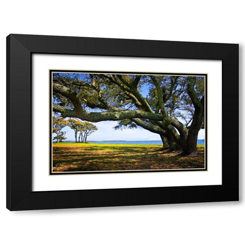 Live Oaks By The Bay II Black Modern Wood Framed Art Print with Double Matting by Hausenflock, Alan