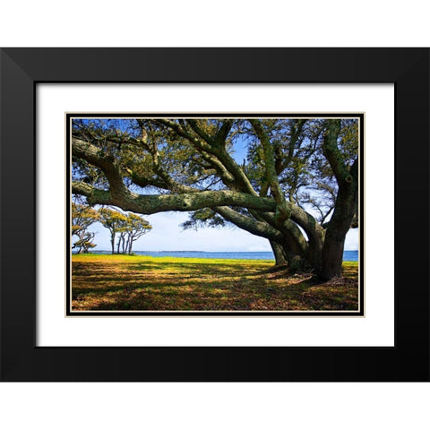 Live Oaks By The Bay II Black Modern Wood Framed Art Print with Double Matting by Hausenflock, Alan