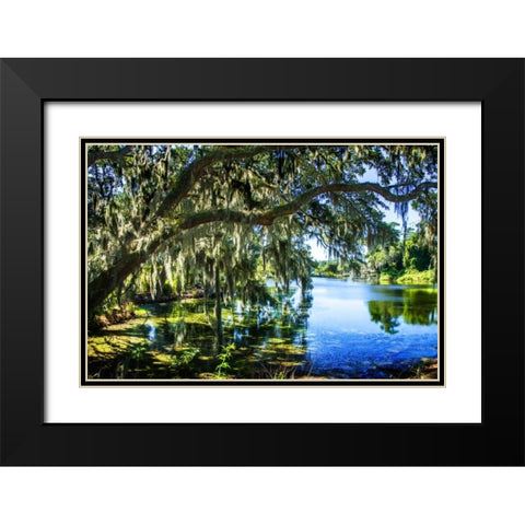 Spanish Moss I Black Modern Wood Framed Art Print with Double Matting by Hausenflock, Alan