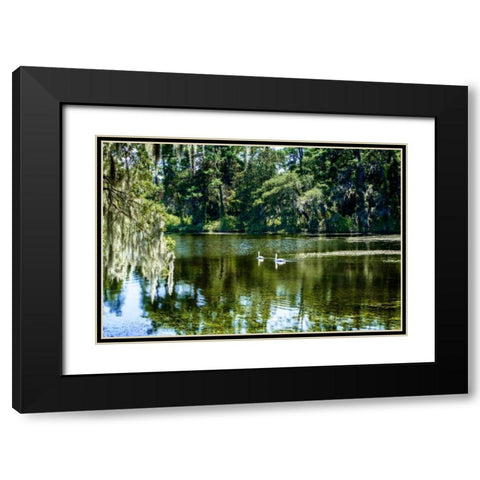 Swans II Black Modern Wood Framed Art Print with Double Matting by Hausenflock, Alan