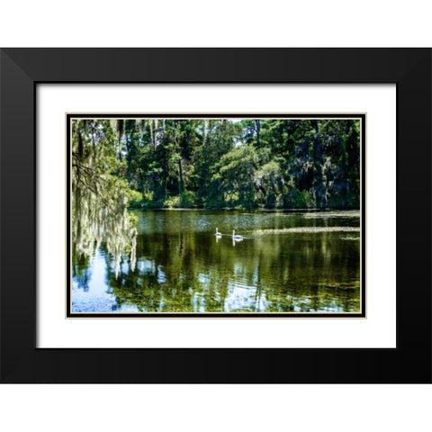 Swans II Black Modern Wood Framed Art Print with Double Matting by Hausenflock, Alan