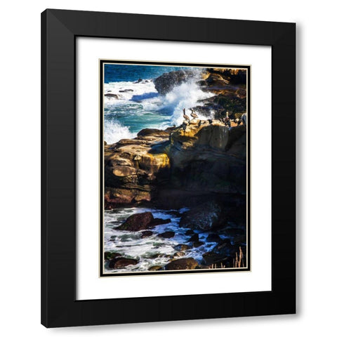 La Jolla Pelicans I Black Modern Wood Framed Art Print with Double Matting by Hausenflock, Alan