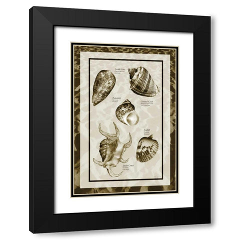 Sand and Shells I Black Modern Wood Framed Art Print with Double Matting by Hausenflock, Alan