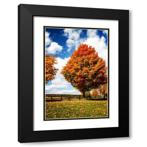 Trees of Gold I Black Modern Wood Framed Art Print with Double Matting by Hausenflock, Alan