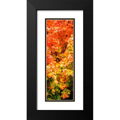 Autumn Maple I Black Modern Wood Framed Art Print with Double Matting by Hausenflock, Alan
