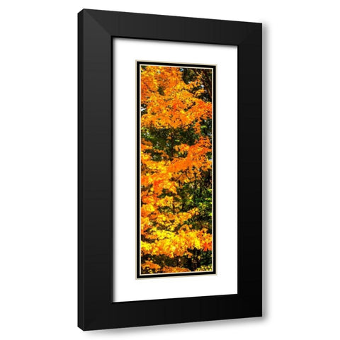 Autumn Maple II Black Modern Wood Framed Art Print with Double Matting by Hausenflock, Alan