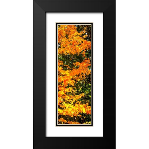 Autumn Maple II Black Modern Wood Framed Art Print with Double Matting by Hausenflock, Alan
