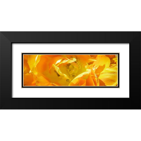 Petals II Black Modern Wood Framed Art Print with Double Matting by Hausenflock, Alan