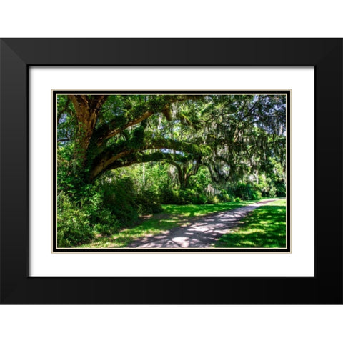 Plantation Walk Black Modern Wood Framed Art Print with Double Matting by Hausenflock, Alan