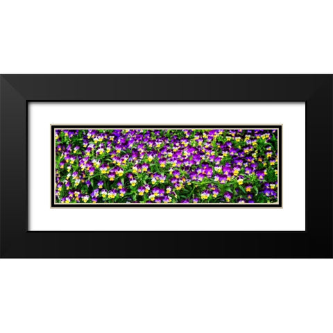 Spring Flowers I Black Modern Wood Framed Art Print with Double Matting by Hausenflock, Alan