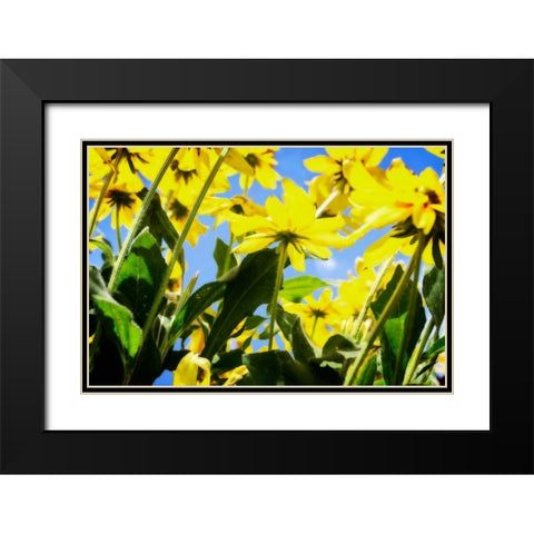 Yellow Daisies Black Modern Wood Framed Art Print with Double Matting by Hausenflock, Alan
