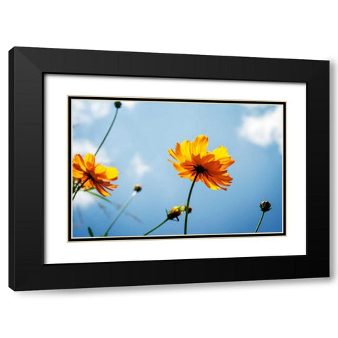 Reaching for the Sun I Black Modern Wood Framed Art Print with Double Matting by Hausenflock, Alan