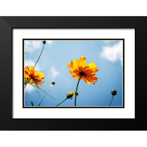 Reaching for the Sun I Black Modern Wood Framed Art Print with Double Matting by Hausenflock, Alan
