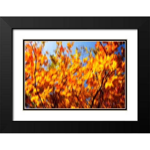 Autumn Impressions V Black Modern Wood Framed Art Print with Double Matting by Hausenflock, Alan