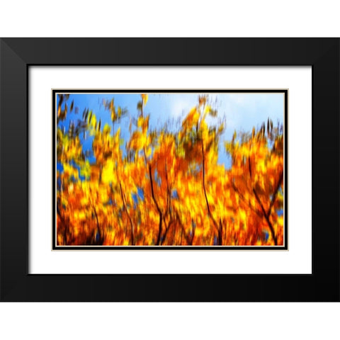 Autumn Impressions VI Black Modern Wood Framed Art Print with Double Matting by Hausenflock, Alan