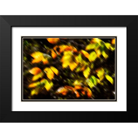 Autumn Impressions VIII Black Modern Wood Framed Art Print with Double Matting by Hausenflock, Alan