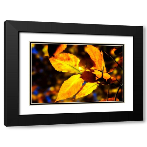 Autumn Impressions X Black Modern Wood Framed Art Print with Double Matting by Hausenflock, Alan