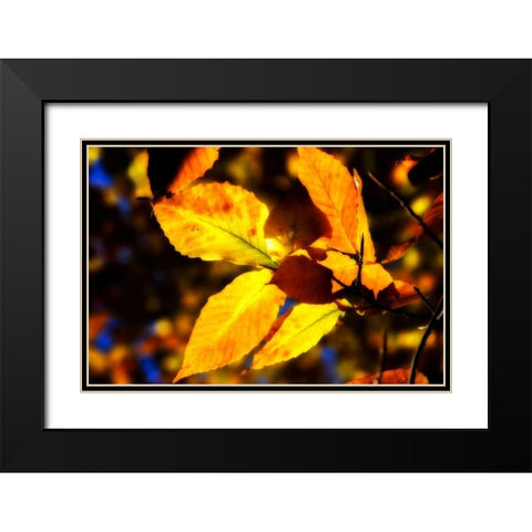 Autumn Impressions X Black Modern Wood Framed Art Print with Double Matting by Hausenflock, Alan