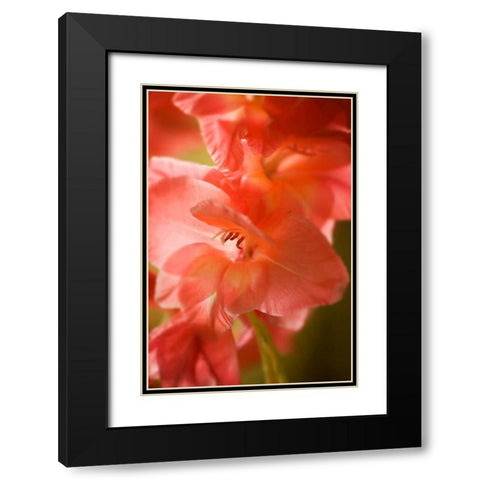 Bella Rosa I Black Modern Wood Framed Art Print with Double Matting by Hausenflock, Alan