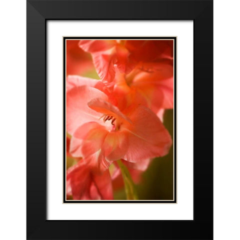 Bella Rosa I Black Modern Wood Framed Art Print with Double Matting by Hausenflock, Alan