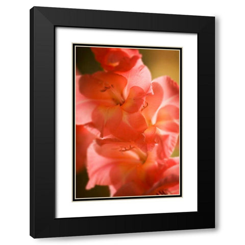 Bella Rosa II Black Modern Wood Framed Art Print with Double Matting by Hausenflock, Alan