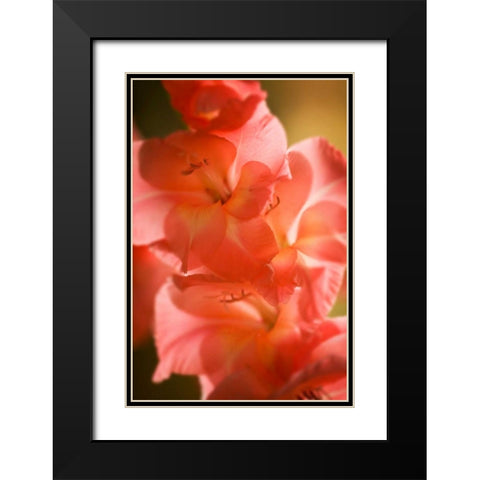 Bella Rosa II Black Modern Wood Framed Art Print with Double Matting by Hausenflock, Alan