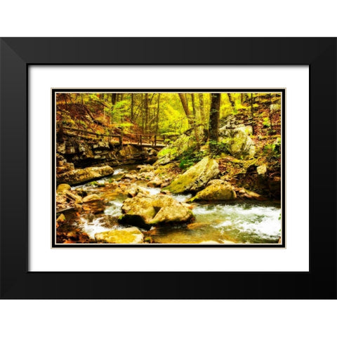 Covington Woods II Black Modern Wood Framed Art Print with Double Matting by Hausenflock, Alan