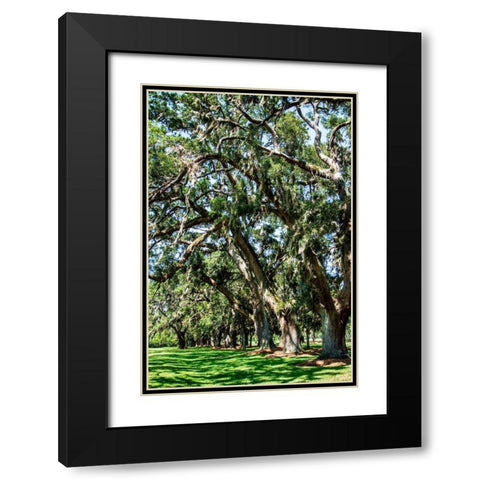 Avenue of Oaks II Black Modern Wood Framed Art Print with Double Matting by Hausenflock, Alan