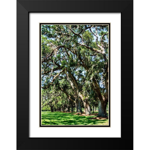 Avenue of Oaks II Black Modern Wood Framed Art Print with Double Matting by Hausenflock, Alan