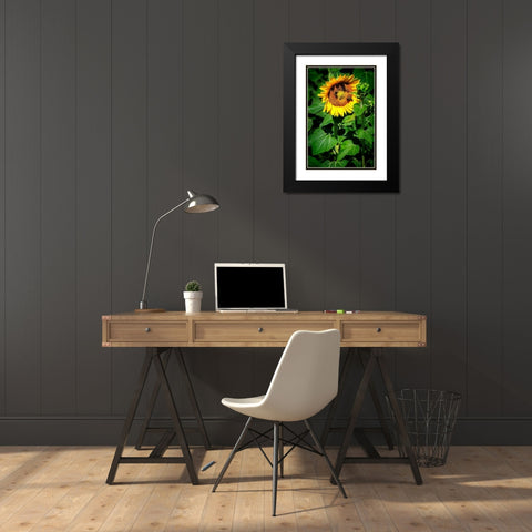 A Summer Flower I Black Modern Wood Framed Art Print with Double Matting by Hausenflock, Alan