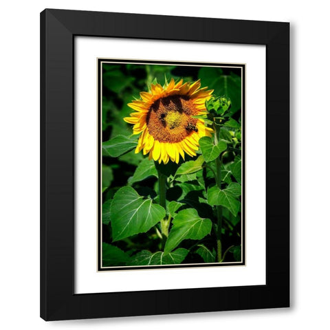 A Summer Flower I Black Modern Wood Framed Art Print with Double Matting by Hausenflock, Alan