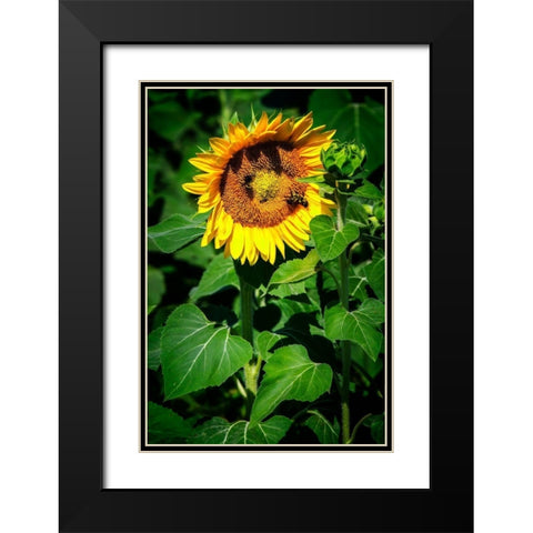 A Summer Flower I Black Modern Wood Framed Art Print with Double Matting by Hausenflock, Alan