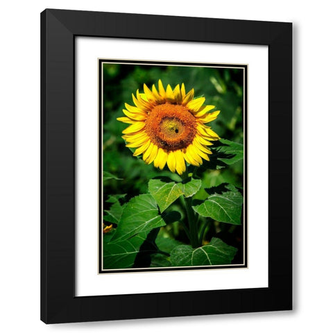 A Summer Flower II Black Modern Wood Framed Art Print with Double Matting by Hausenflock, Alan