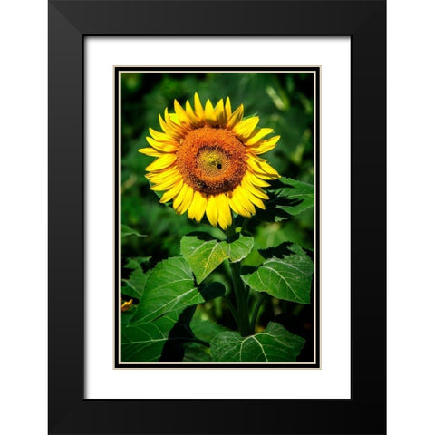 A Summer Flower II Black Modern Wood Framed Art Print with Double Matting by Hausenflock, Alan