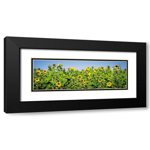 Sunny Sunflowers I Black Modern Wood Framed Art Print with Double Matting by Hausenflock, Alan