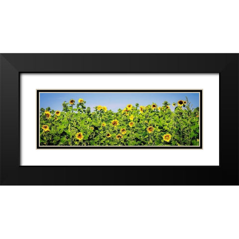 Sunny Sunflowers I Black Modern Wood Framed Art Print with Double Matting by Hausenflock, Alan