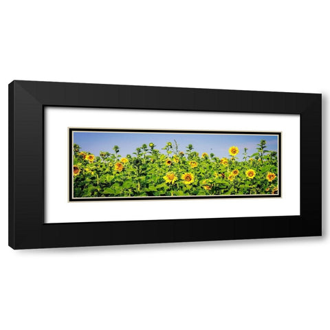 Sunny Sunflowers II Black Modern Wood Framed Art Print with Double Matting by Hausenflock, Alan