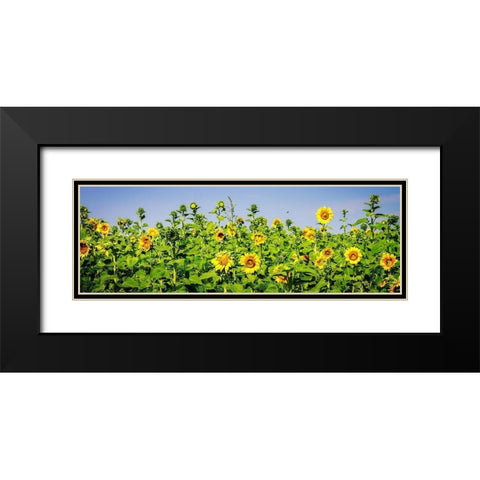 Sunny Sunflowers II Black Modern Wood Framed Art Print with Double Matting by Hausenflock, Alan