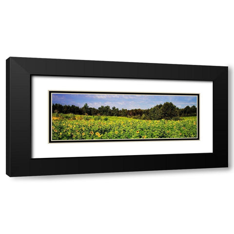 Sunflower Fields II Black Modern Wood Framed Art Print with Double Matting by Hausenflock, Alan