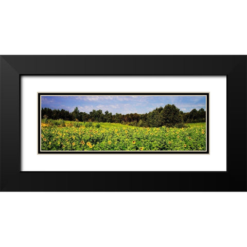 Sunflower Fields II Black Modern Wood Framed Art Print with Double Matting by Hausenflock, Alan