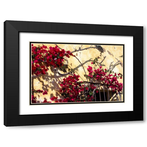 Flowers of Carmel II Black Modern Wood Framed Art Print with Double Matting by Hausenflock, Alan