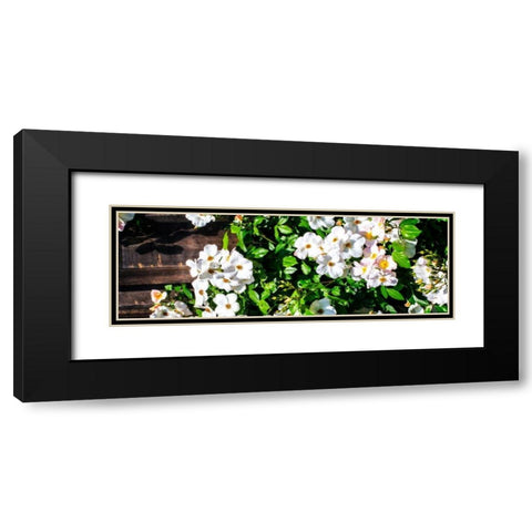 Climbing Wild Roses I Black Modern Wood Framed Art Print with Double Matting by Hausenflock, Alan