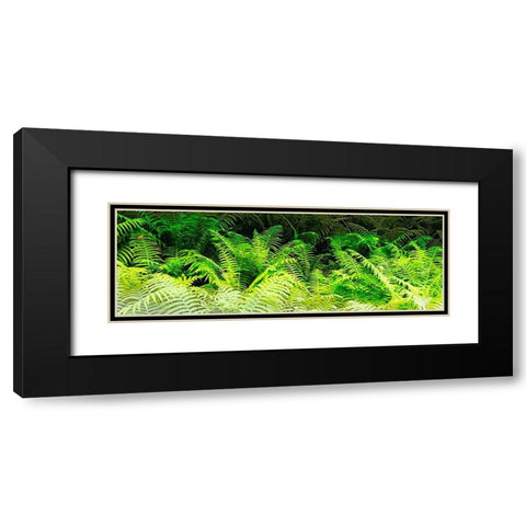 Forest Ferns I Black Modern Wood Framed Art Print with Double Matting by Hausenflock, Alan